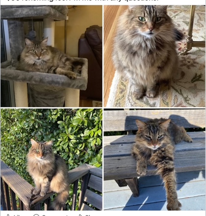 KITTY CAT - Domestic Longhair / Mix available for adoption