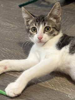 SYDNEY - Domestic Shorthair / Mix available for adoption