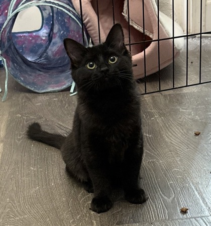 MOJITO - Domestic Shorthair / Mix available for adoption