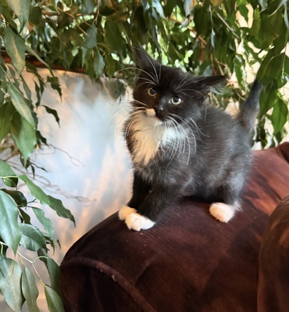 FAYE - Domestic Medium Hair / Mix available for adoption