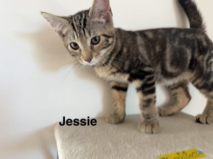 JESSIE - Domestic Shorthair / Mix for adoption in Roseville