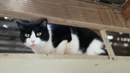 LACI (KIWI) - Domestic Shorthair / Mix available for adoption