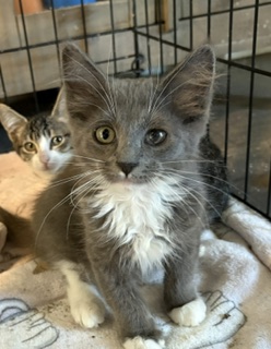 SEAMORE - Domestic Medium Hair / Mix for adoption in Roseville