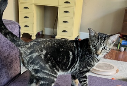 CARDOMOM - Domestic Shorthair / Mix available for adoption