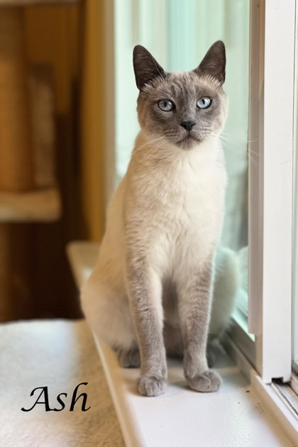 ASH (AKA BRAD) - Siamese / Mix available for adoption