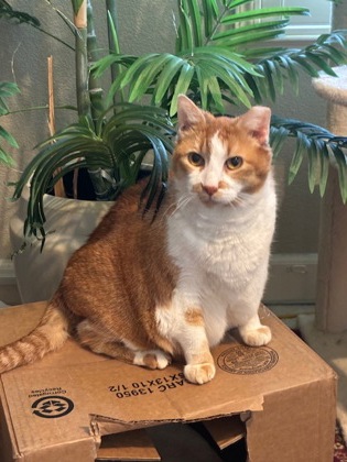 CHLOE - Domestic Shorthair / Mix for adoption in Roseville