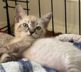 PINA COLADA - Siamese / Domestic Shorthair available for adoption