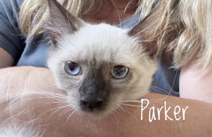 PARKER - Siamese / Mix available for adoption