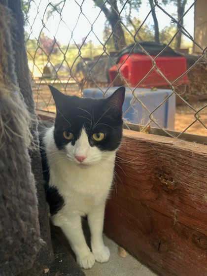 LACI (KIWI) - Domestic Shorthair / Mix for adoption in Roseville