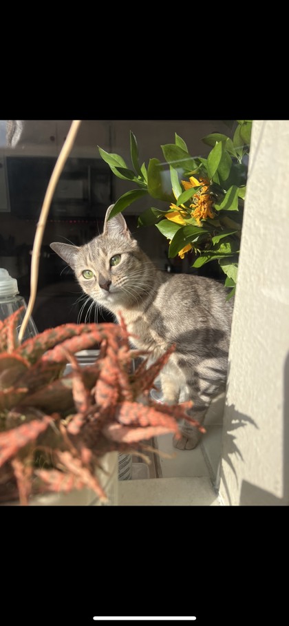 DAISY - Domestic Shorthair / Mix available for adoption