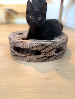 LOU LOU - Domestic Shorthair / Mix available for adoption