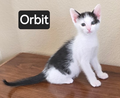 ORBIT - Domestic Shorthair / Mix available for adoption