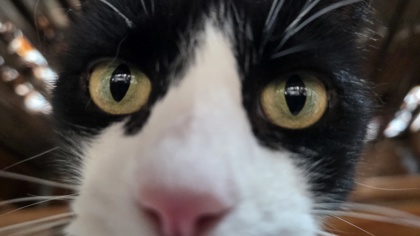 LACI (KIWI) - Domestic Shorthair / Mix available for adoption