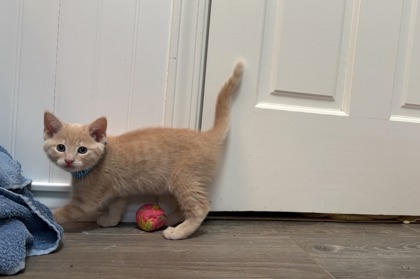 FRED - Domestic Shorthair / Mix available for adoption