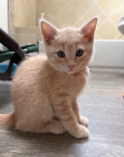 CUSTARD - Domestic Shorthair / Mix available for adoption
