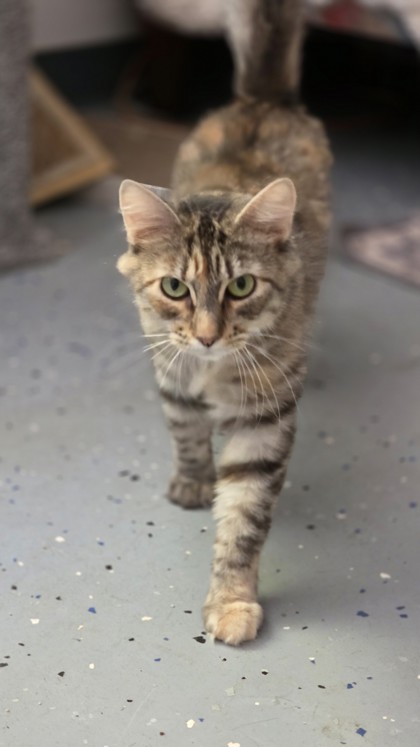 TIGRESS - Domestic Medium Hair / Mix for adoption in Roseville