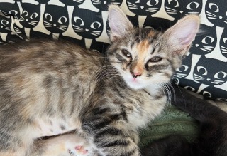 POPPY - Domestic Longhair / Mix available for adoption