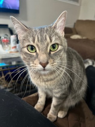 DAISY - Domestic Shorthair / Mix for adoption in Roseville