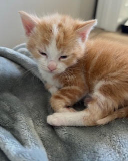 PUMPKIN - Domestic Shorthair / Mix available for adoption