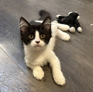 SOPHIE - Domestic Shorthair / Mix for adoption in Roseville