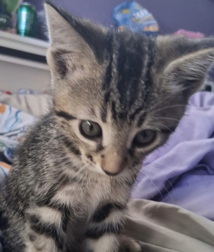PLUTO - Domestic Shorthair / Mix available for adoption