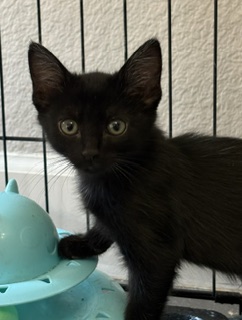 DAQUIRI - Domestic Shorthair / Mix available for adoption