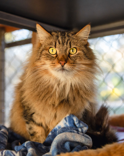 KITTY CAT - Domestic Longhair / Mix available for adoption