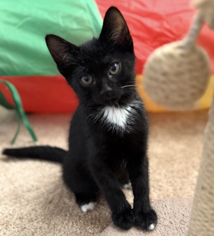 BOOMER - Domestic Shorthair / Mix available for adoption
