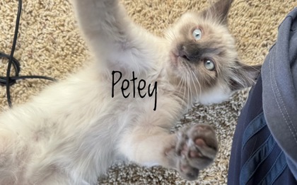 PETER - Siamese / Mix available for adoption