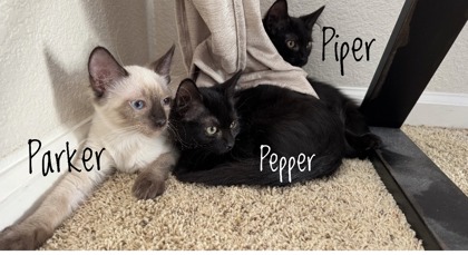 PIPER - Domestic Shorthair / Mix available for adoption