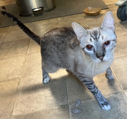 TOOTIE - Siamese / Mix for adoption in Roseville