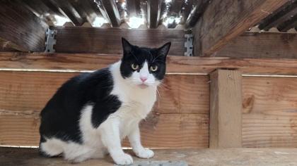LACI (KIWI) - Domestic Shorthair / Mix available for adoption