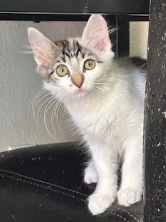 TAHOE - Domestic Longhair / Mix for adoption in Roseville