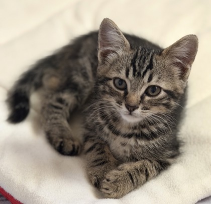 RICO - Domestic Shorthair / Mix available for adoption