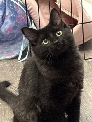 MOJITO - Domestic Shorthair / Mix available for adoption