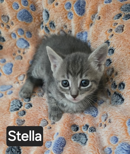 STELLA - Domestic Shorthair / Mix for adoption in Roseville
