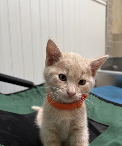 BUTTERNUT - Domestic Shorthair / Mix available for adoption