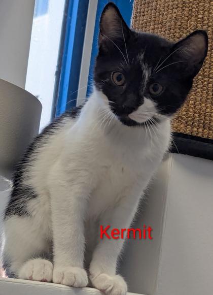 Kermit