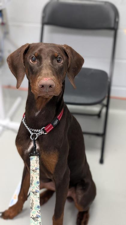 Mixed Breed