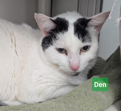 Den