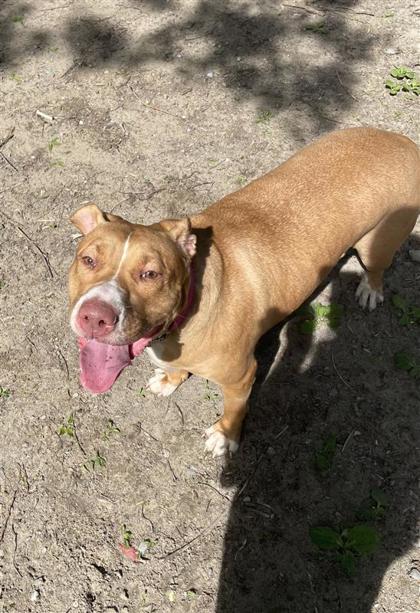 Mixed Breed