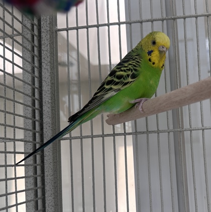 Bacuna