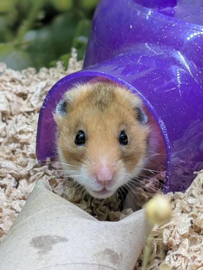 Hammy