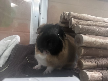 Zuko