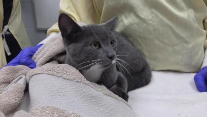 Grey