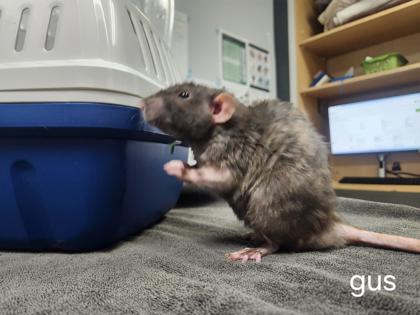 Gus