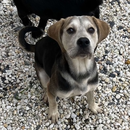 Where Can I Adopt a Dog near Me: Top Local Shelters Revealed