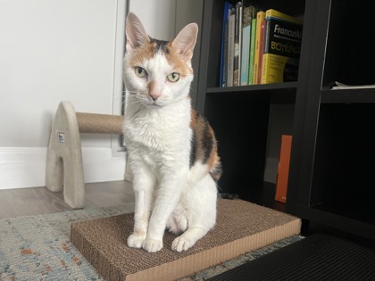 Kit