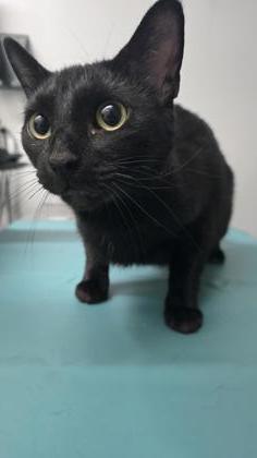 Pepper