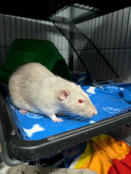 Cadbury